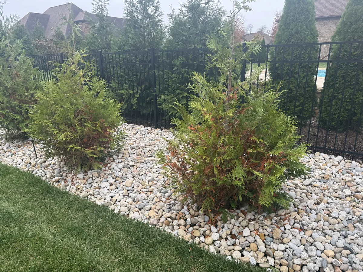 Tree Root Girdling — photo 2