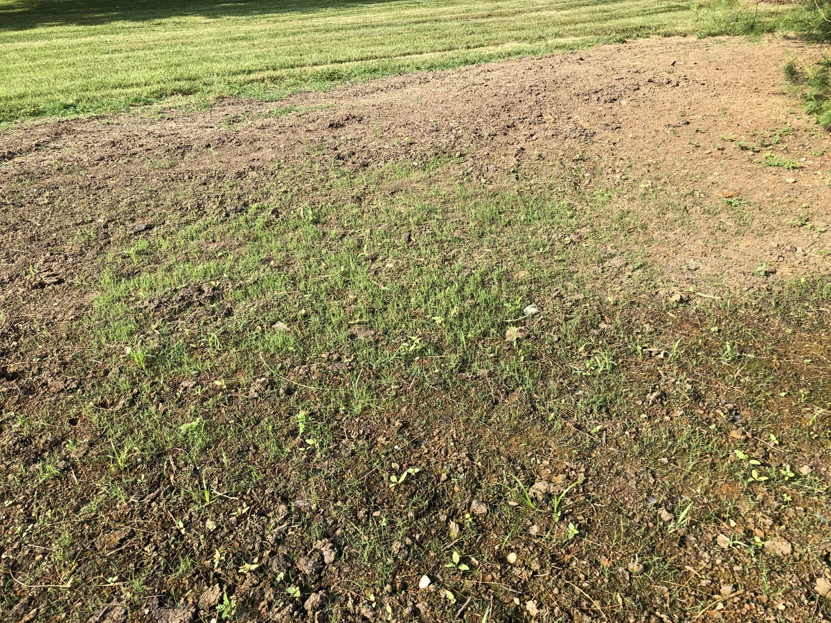 Germinating Grass Seed with Weeds Shows Why Seed Safe Pre and Post Emergent Is Needed — Mr. Lawn Care, Middle Tennessee lawn treatment