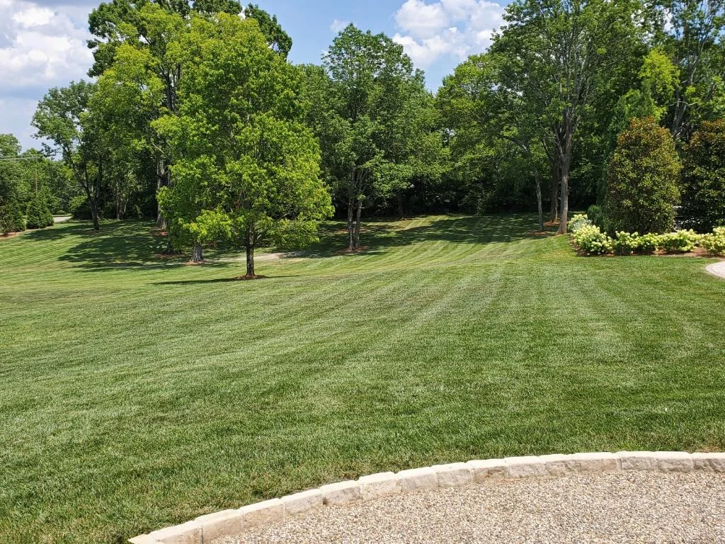 A Beautiful Fescue Lawn at the End of a Culdesac — Mr. Lawn Care, Middle Tennessee lawn treatment