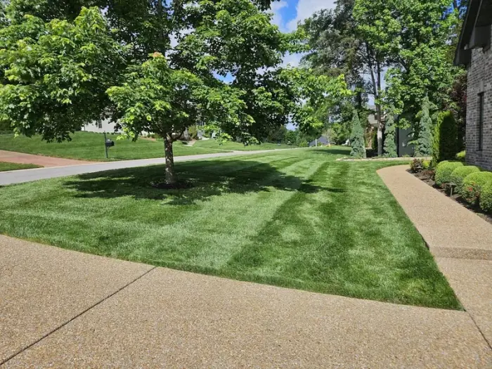 Professional lawn care in Spring Hill TN with grass growing perfectly to hardscapes
