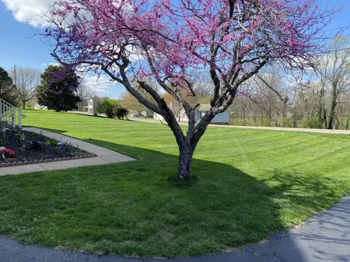 Precision lawn care with grass growing perfectly to driveway edges in Middle Tennessee