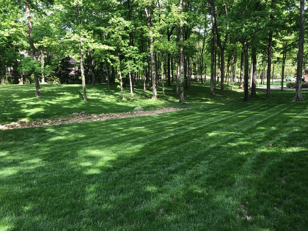 Beautiful Fescue Backyard with Mature Trees and Designed Drainage Ditch — Mr. Lawn Care, Middle Tennessee lawn treatment