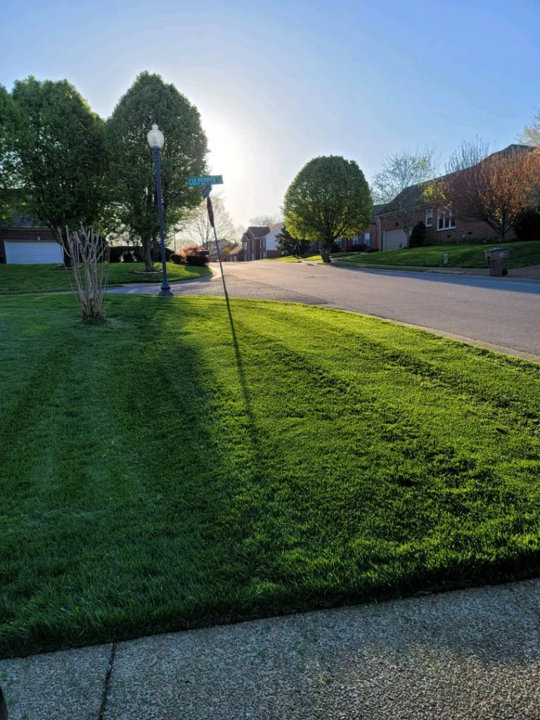 Beautiful Fescue Lawn with Light Catching the Right Side — Mr. Lawn Care, Middle Tennessee lawn treatment