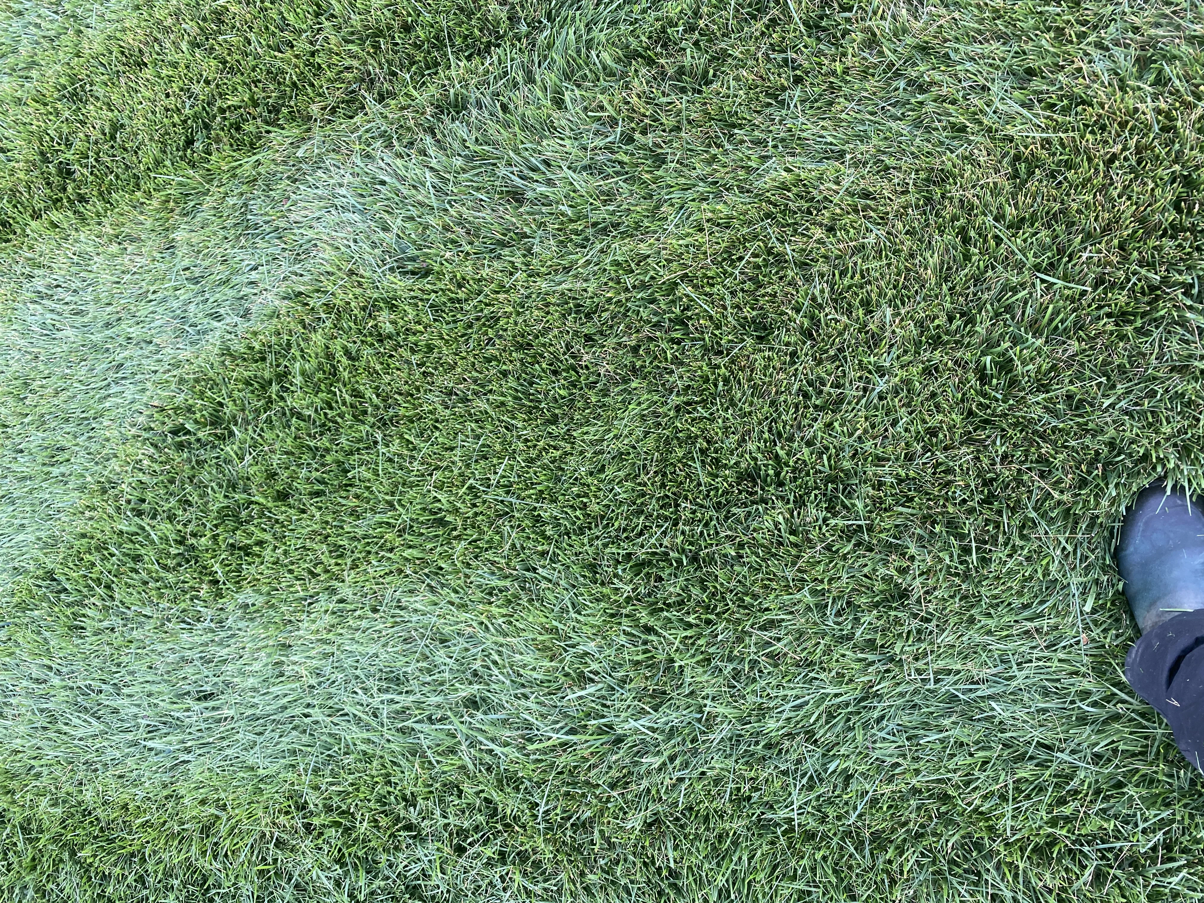Close up of Dark Green Fescue 2 — Mr. Lawn Care, Middle Tennessee lawn treatment