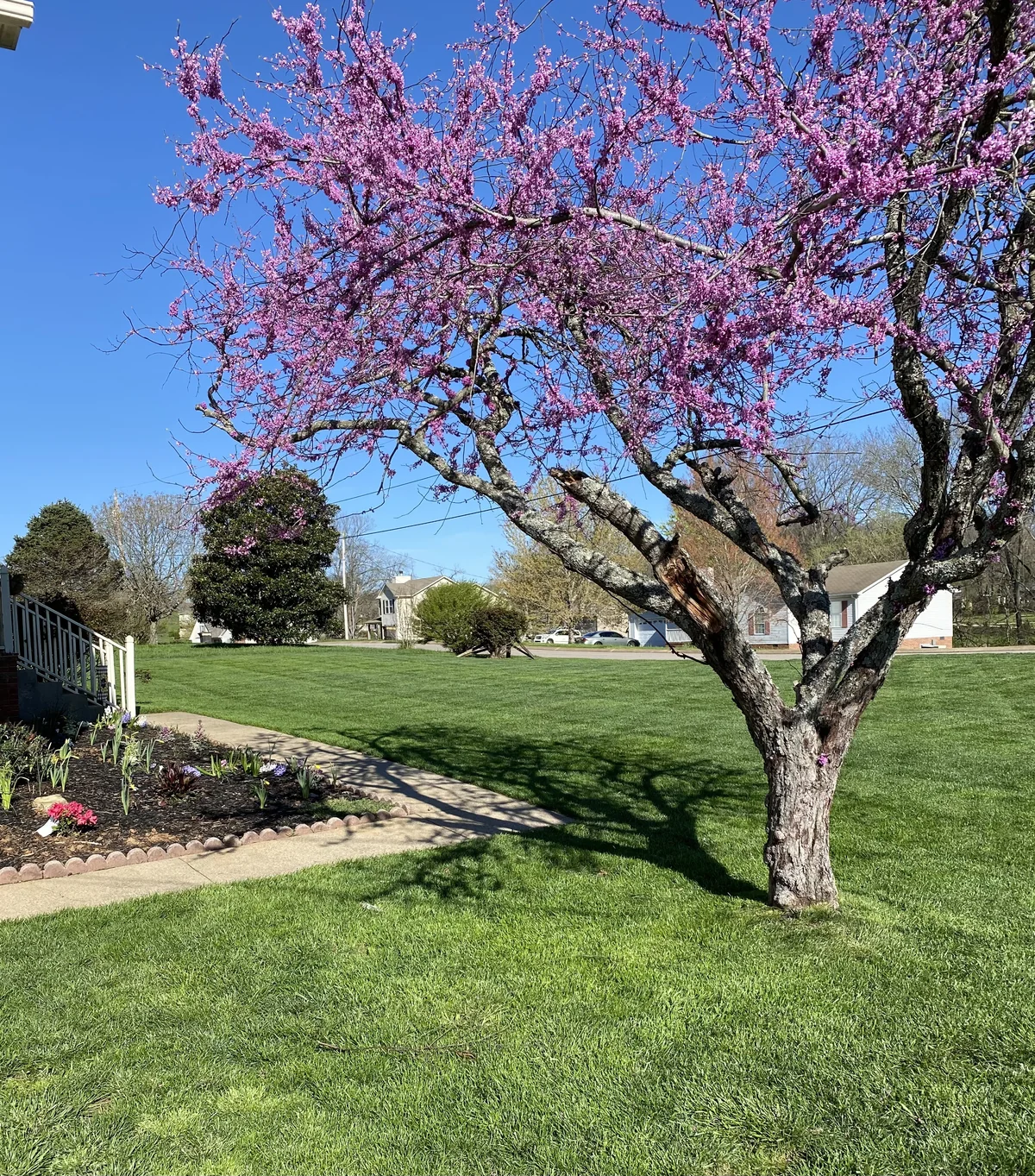 Flowering Dogwood Tree in Green Residential Lawn in Eagleville — Mr. Lawn Care, Middle Tennessee lawn treatment