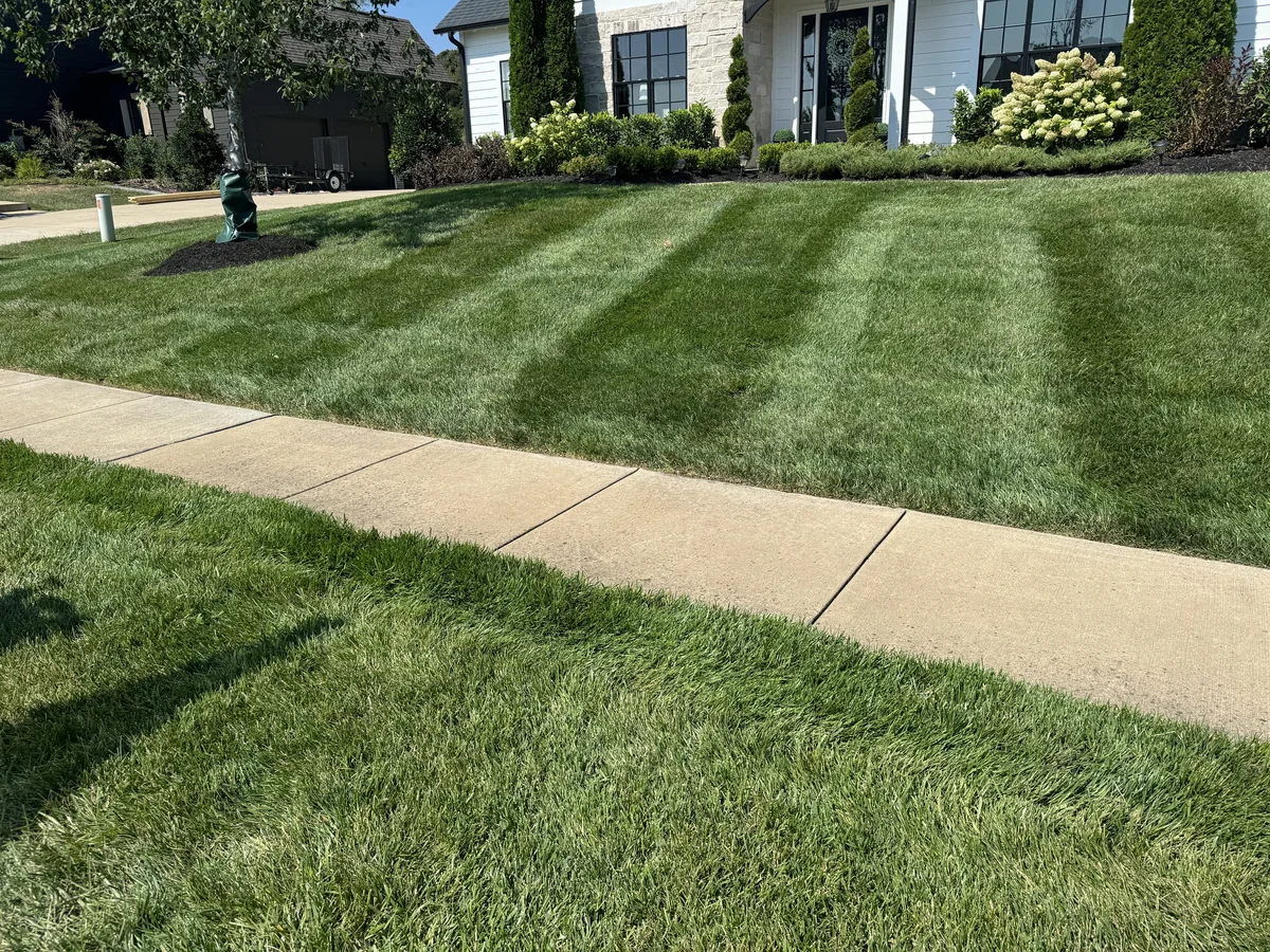 Freshly Mowed Green Fescue Lawn with Striping Patterns College Grove TN — Mr. Lawn Care, Middle Tennessee lawn treatment