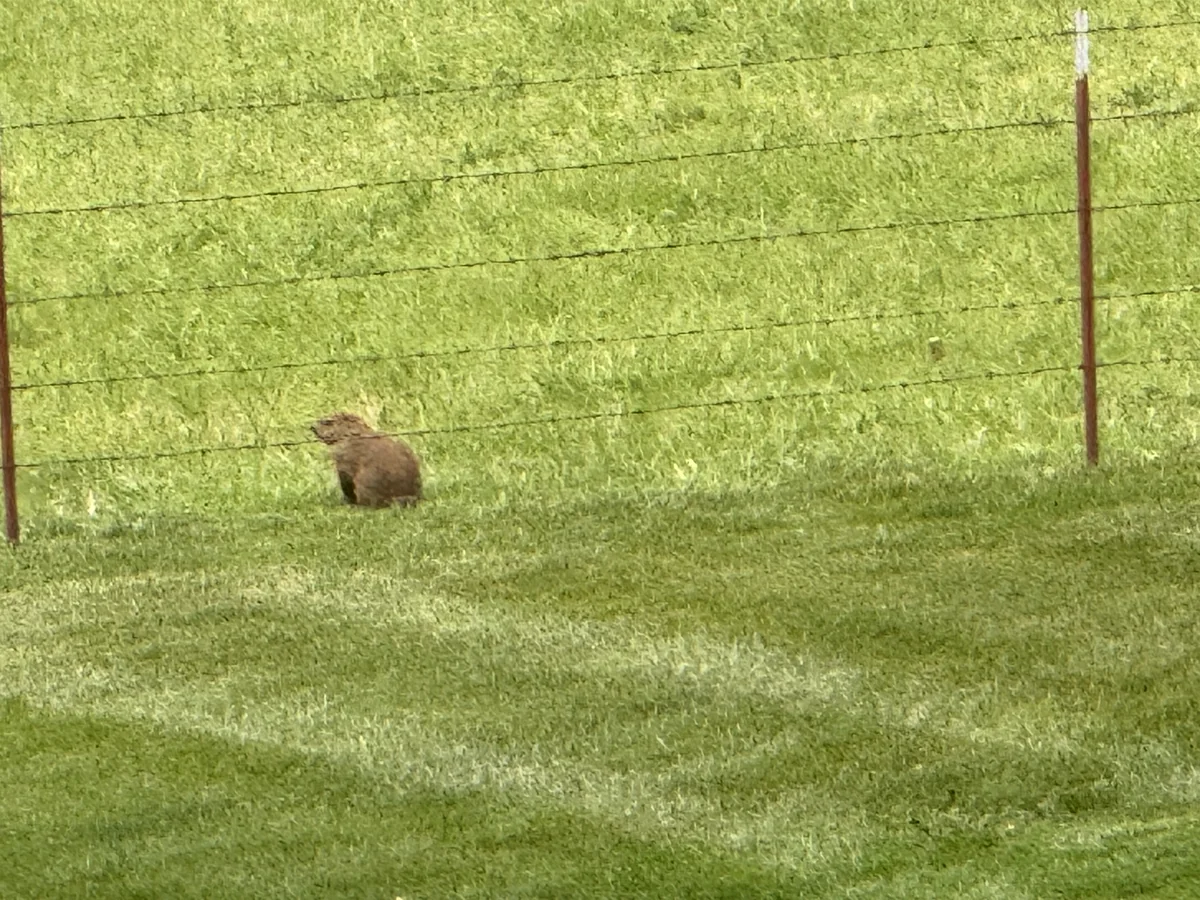 Groundhog Foraging in Green Grassy Field Next to Fescue Lawn in Pulaski — Mr. Lawn Care, Middle Tennessee lawn treatment