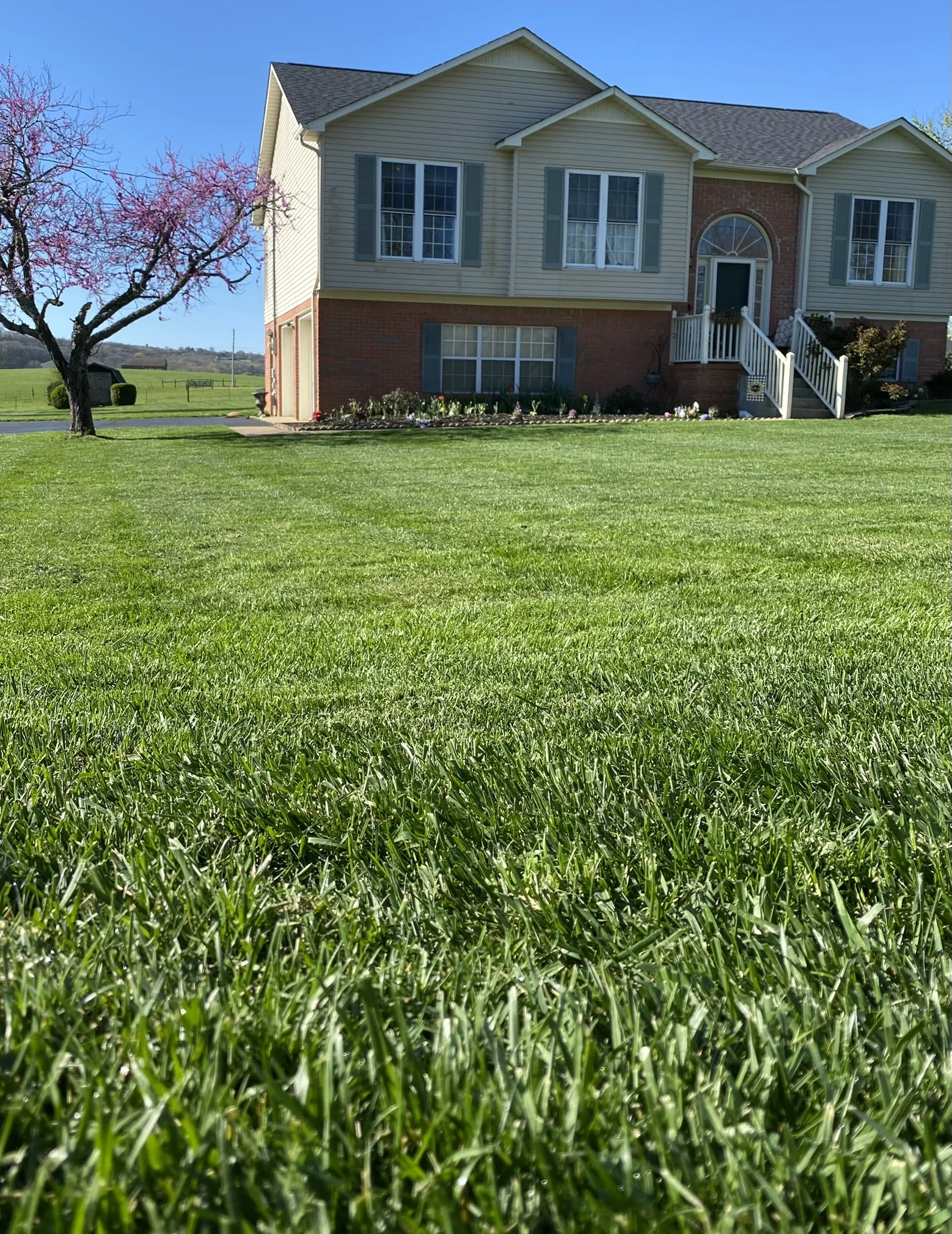 Low Angle Shot Fescue Lawn with Dogwood in Foreground — Mr. Lawn Care, Middle Tennessee lawn treatment