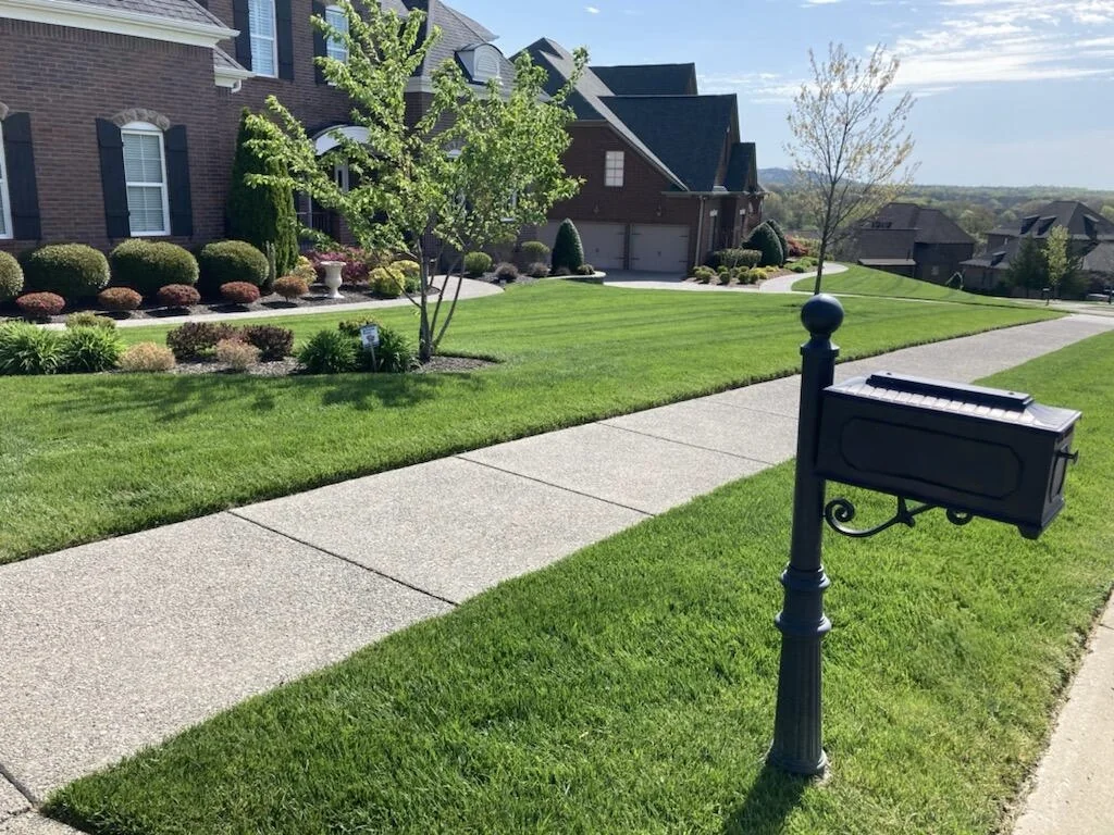 Perfectly Edged Fescue Against Sidewalks and Boulevard Strip — Mr. Lawn Care, Middle Tennessee lawn treatment