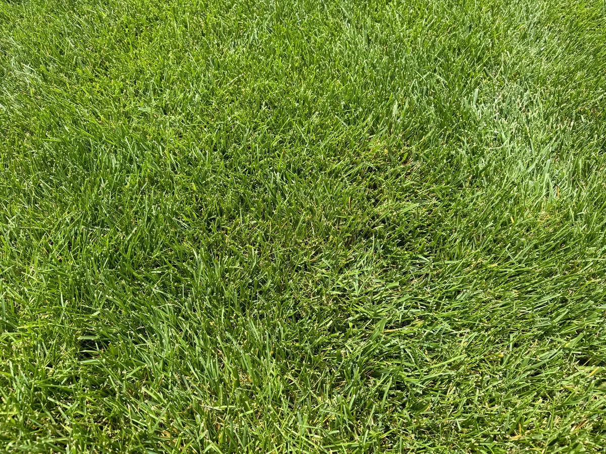 Top Down View of Turf Type Tall Fescue in Columbia — Mr. Lawn Care, Middle Tennessee lawn treatment