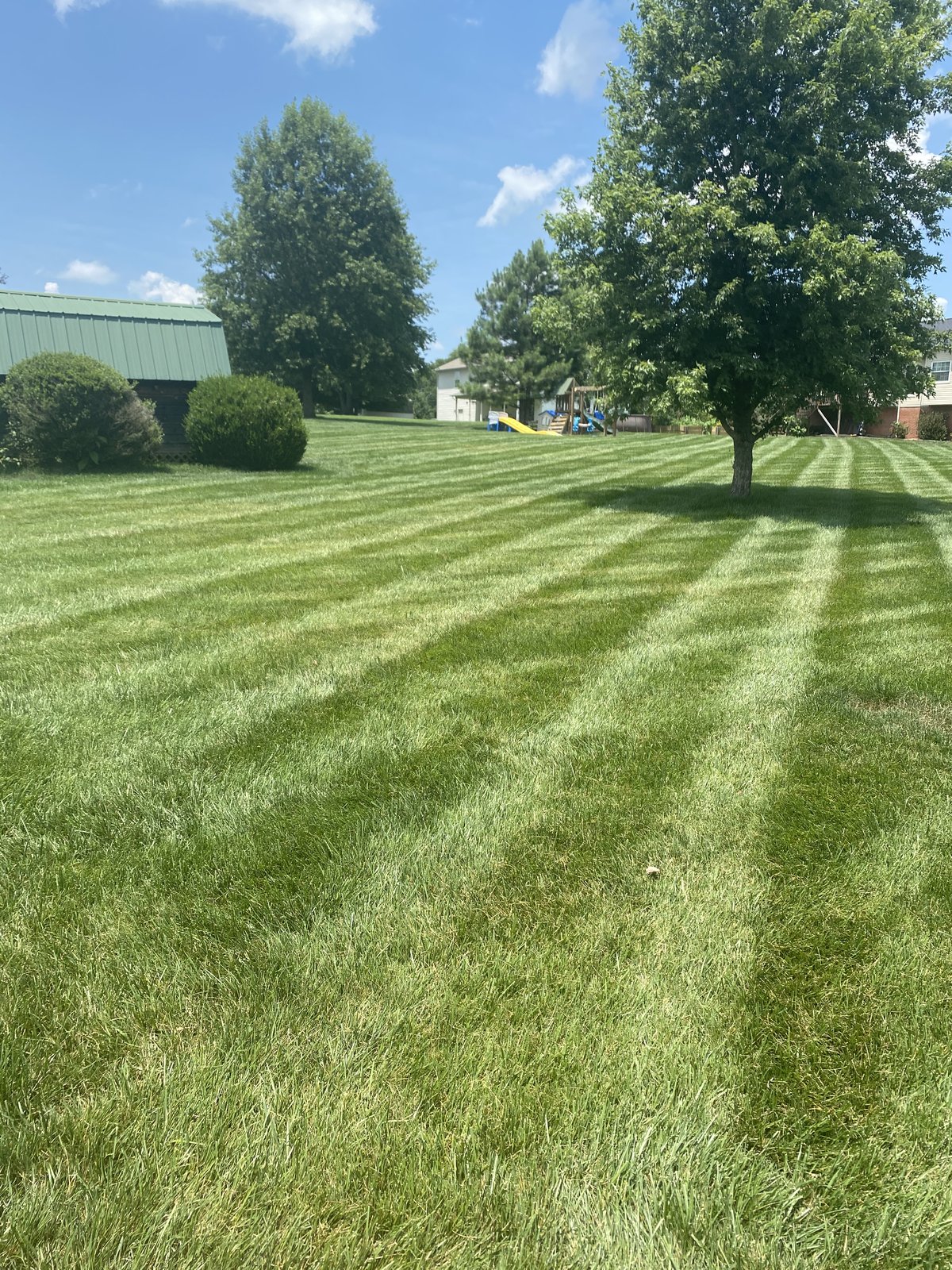 Healthy fescue lawn treated by Mr. Lawn Care in Columbia TN