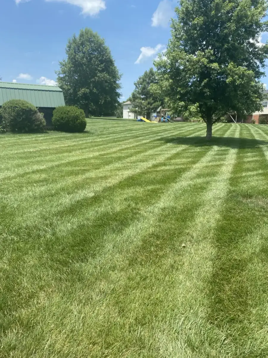 Healthy fescue lawn treated by Mr. Lawn Care in Columbia TN