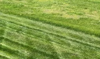Mr. Lawn Care treated lawn vs untreated lawn comparison in Middle Tennessee