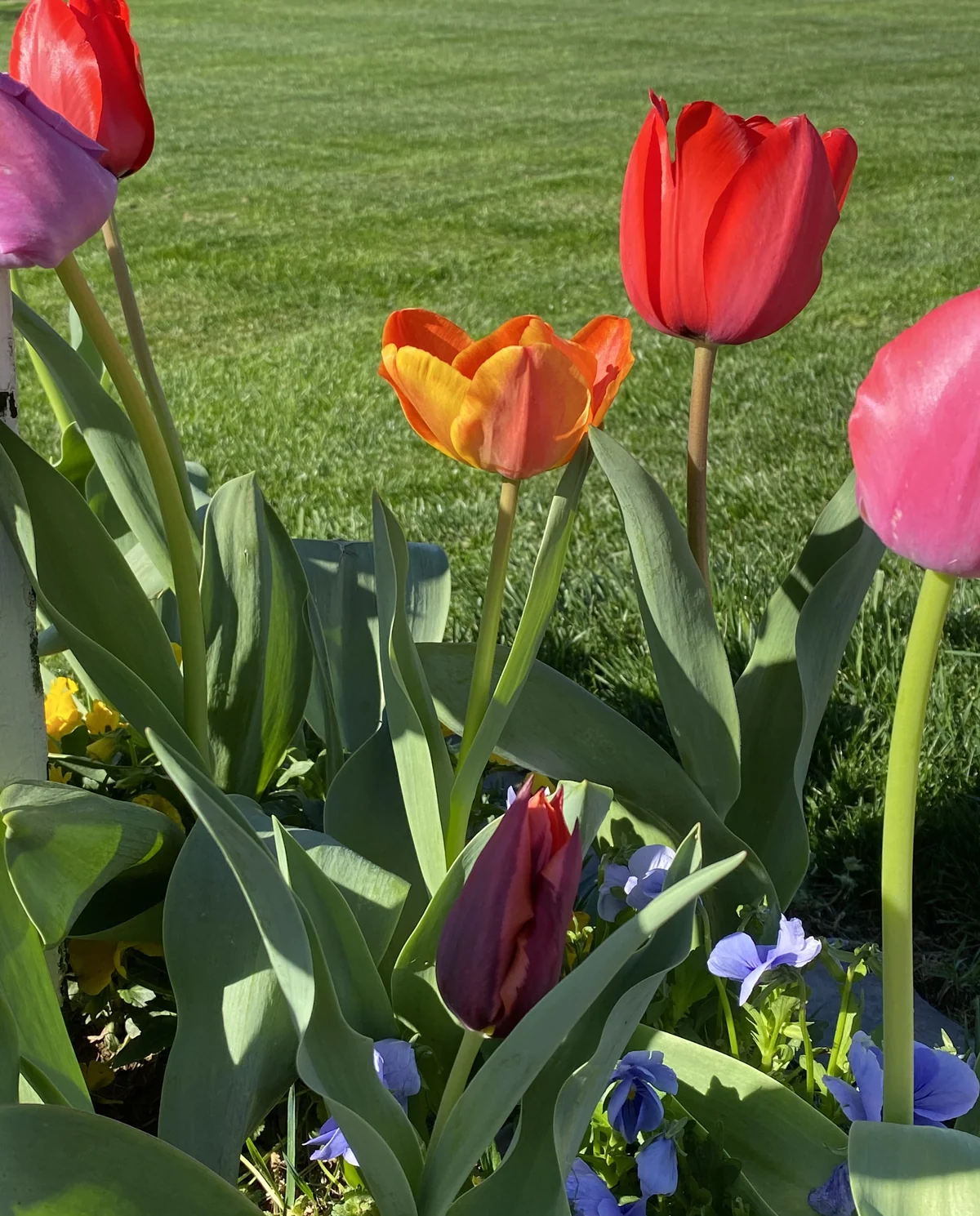 Bright Orange and Red Tulips in Garden Bed Fescue in Background in Lewisburg — Mr. Lawn Care, Middle Tennessee lawn treatment