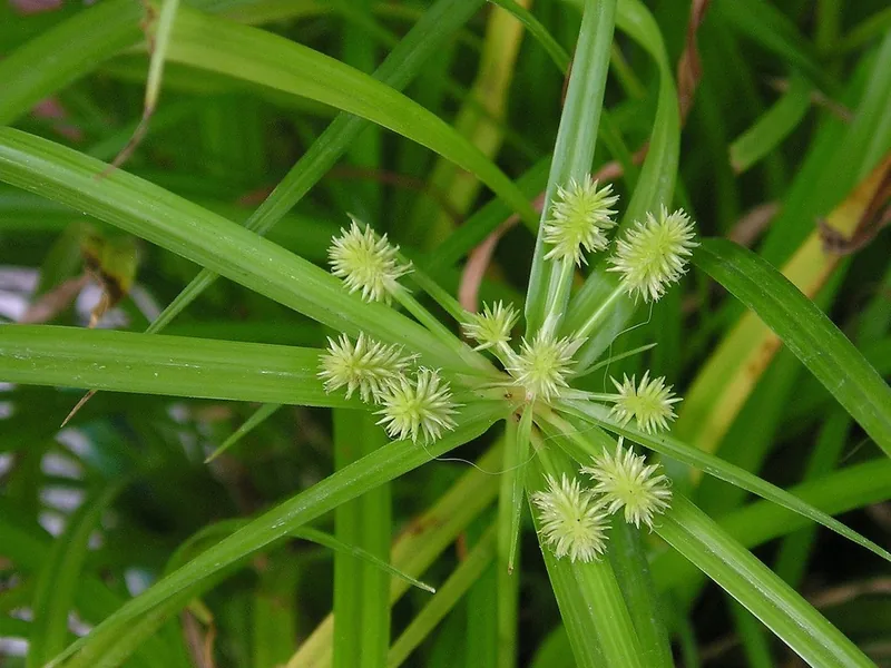 Sedge — Mr. Lawn Care, Middle Tennessee lawn treatment