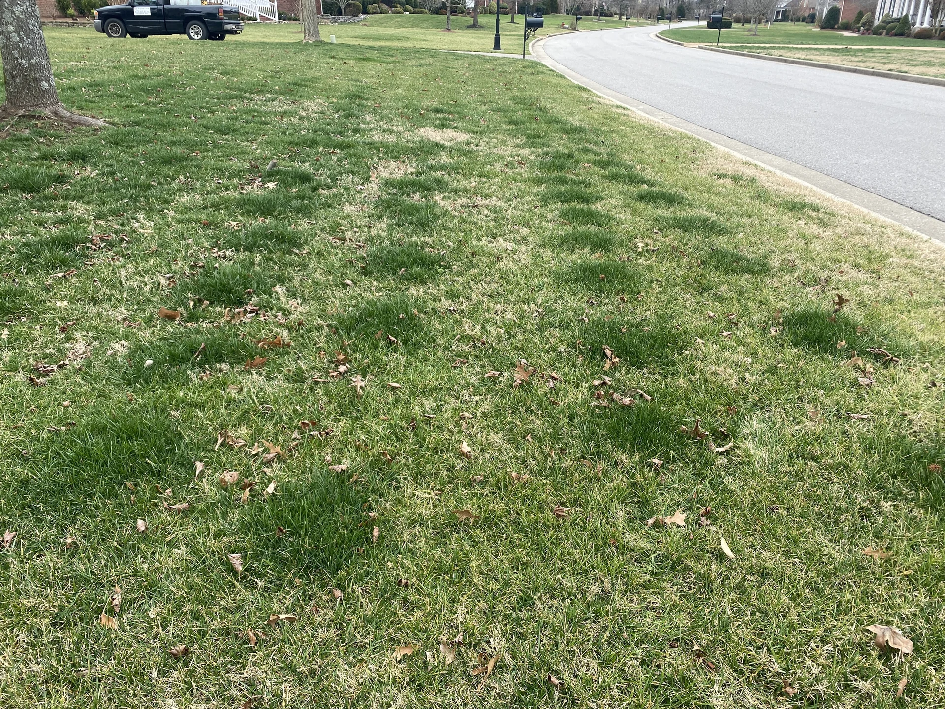 Tree root injections creating grid pattern of green nitrogen-rich grass surrounded by nitrogen-deprived turf Middle Tennessee