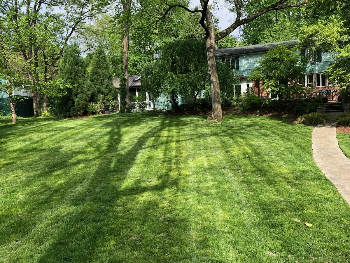Annual Bluegrass in Fescue Lawn Showing Lighter Green Splotchiness — Mr. Lawn Care, Middle Tennessee lawn treatment