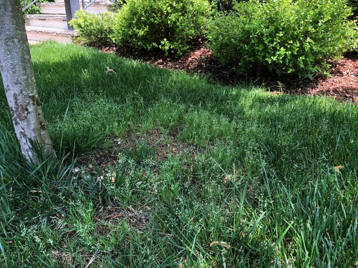 Annual Bluegrass Seed Heads in Fescue Lawn in Nolensville — Mr. Lawn Care, Middle Tennessee lawn treatment