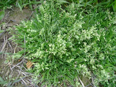 Annual Bluegrass — Mr. Lawn Care, Middle Tennessee lawn treatment