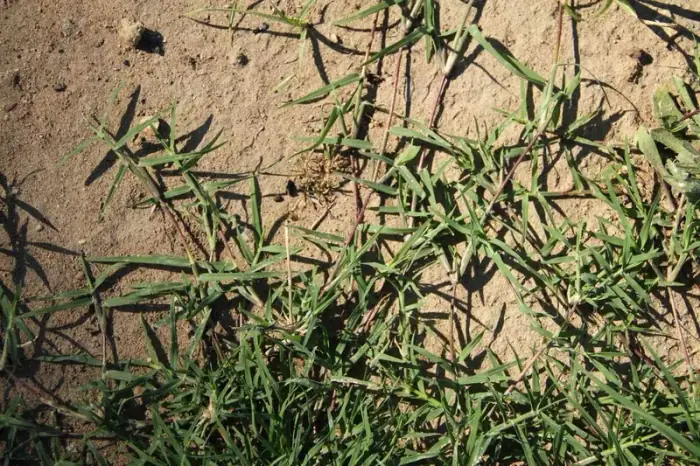 Common Bermuda — Mr. Lawn Care, Middle Tennessee lawn treatment