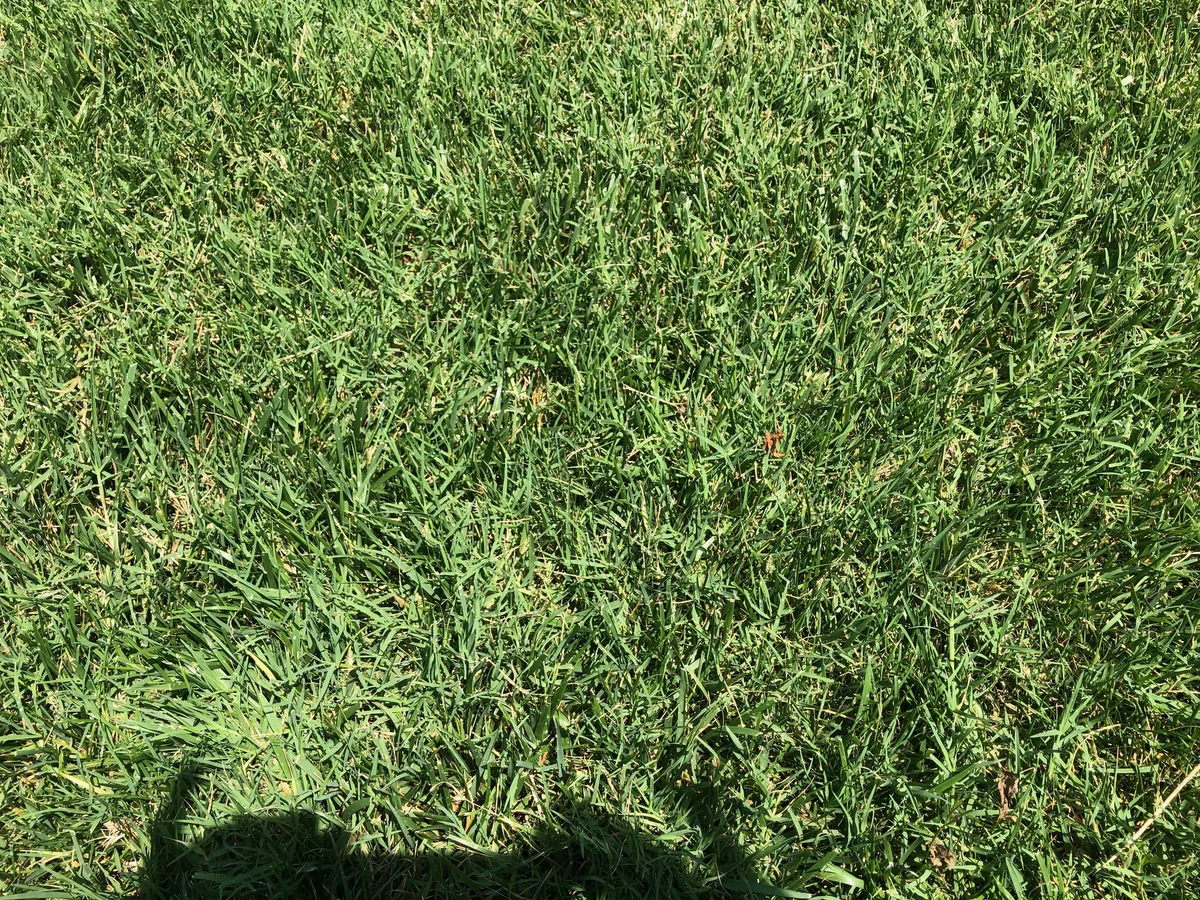 Fescue Intermixed with Common Bermuda Midsummer It Doesn T Look So Bad But Come Winter All the Bermuda Turns Brown and You Get That Classic Polka Dot Lawn Appearance — Mr. Lawn Care, Middle Tennessee lawn treatment
