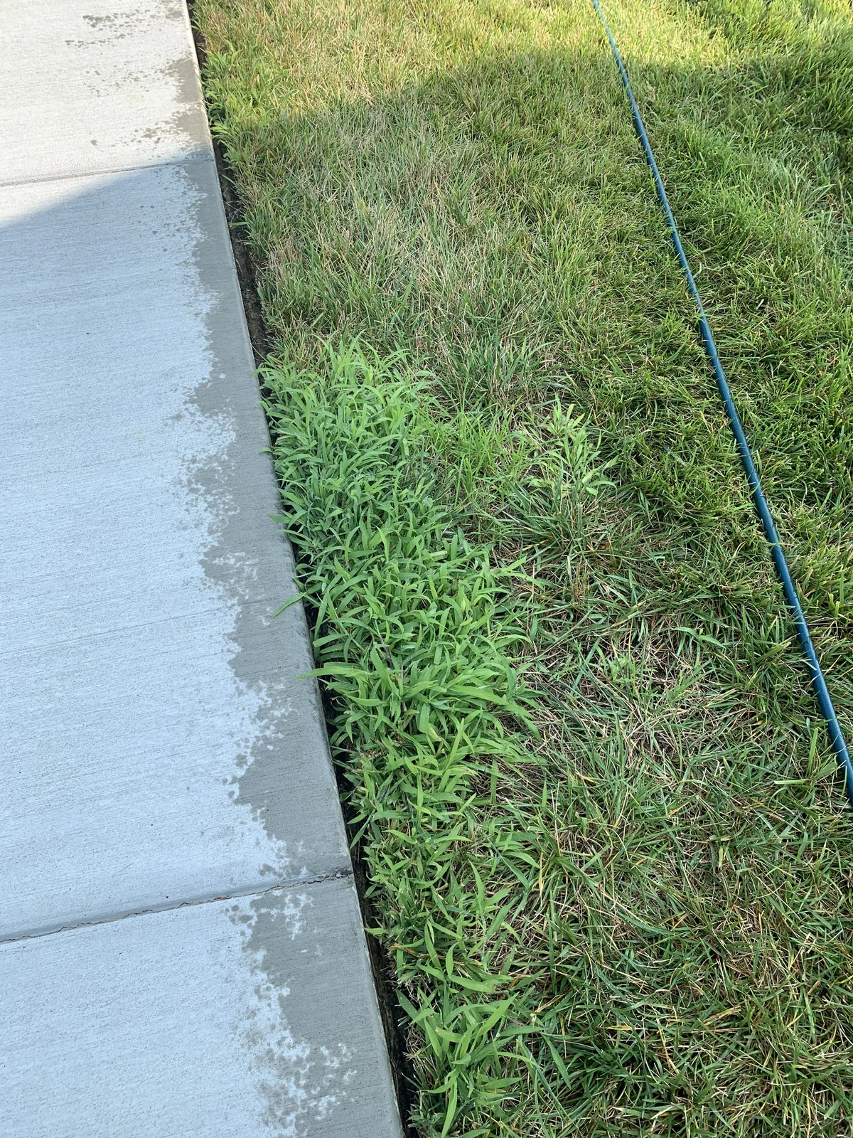 Crabgrass Growing Along Concrete Sidewalk Edge in Arrington — Mr. Lawn Care, Middle Tennessee lawn treatment
