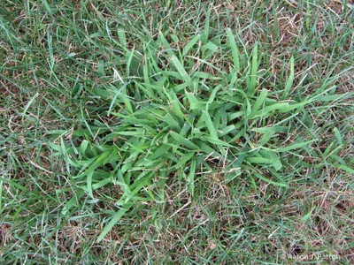 Crabgrass Identification — Mr. Lawn Care, Middle Tennessee lawn treatment