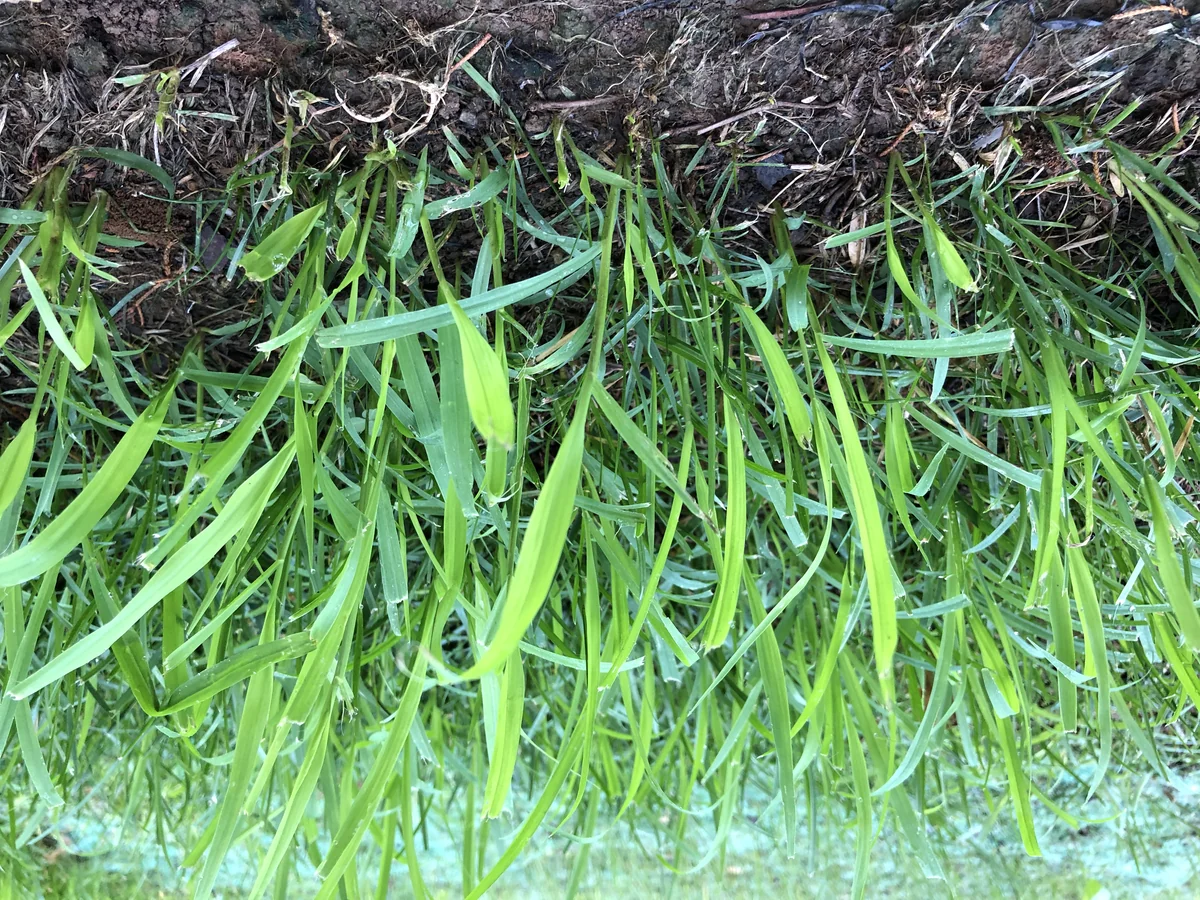 Dallisgrass Emerging From Dormancy in May Or June Before Bunch Type Forms — Mr. Lawn Care, Middle Tennessee lawn treatment