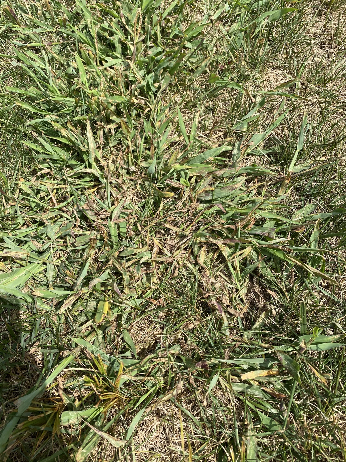 Dallisgrass in Lawn Damaged From Weed Control Treatment in Eagleville — Mr. Lawn Care, Middle Tennessee lawn treatment