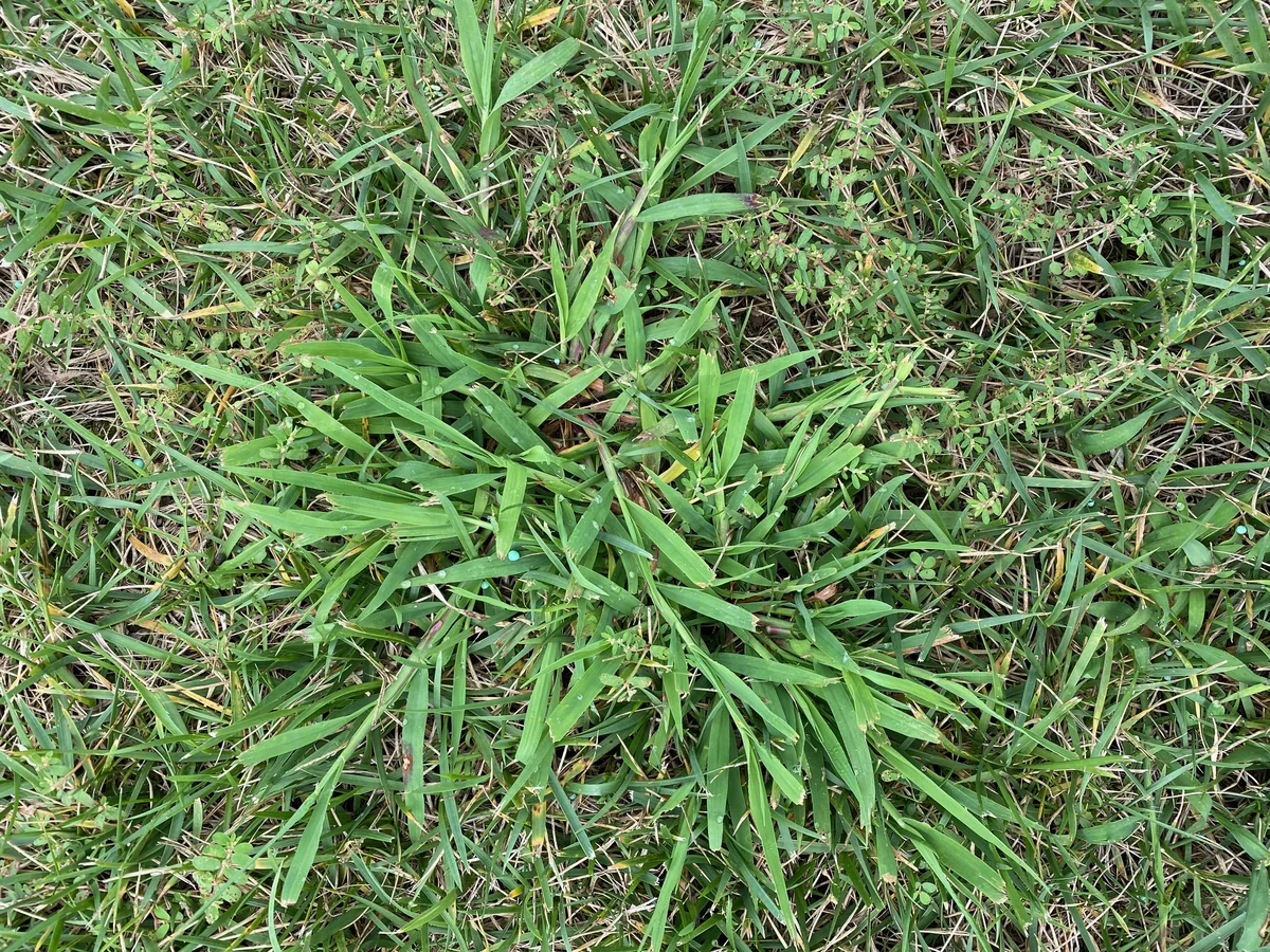 Dallisgrass Mature Plant at Mowed Height Showing Bunch Type Appearance — Mr. Lawn Care, Middle Tennessee lawn treatment