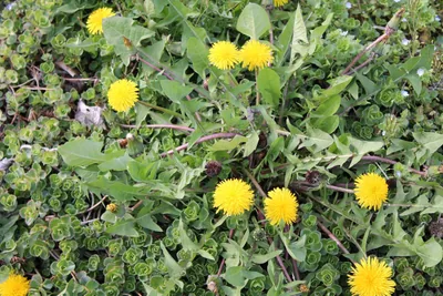 Dandelion — photo 4