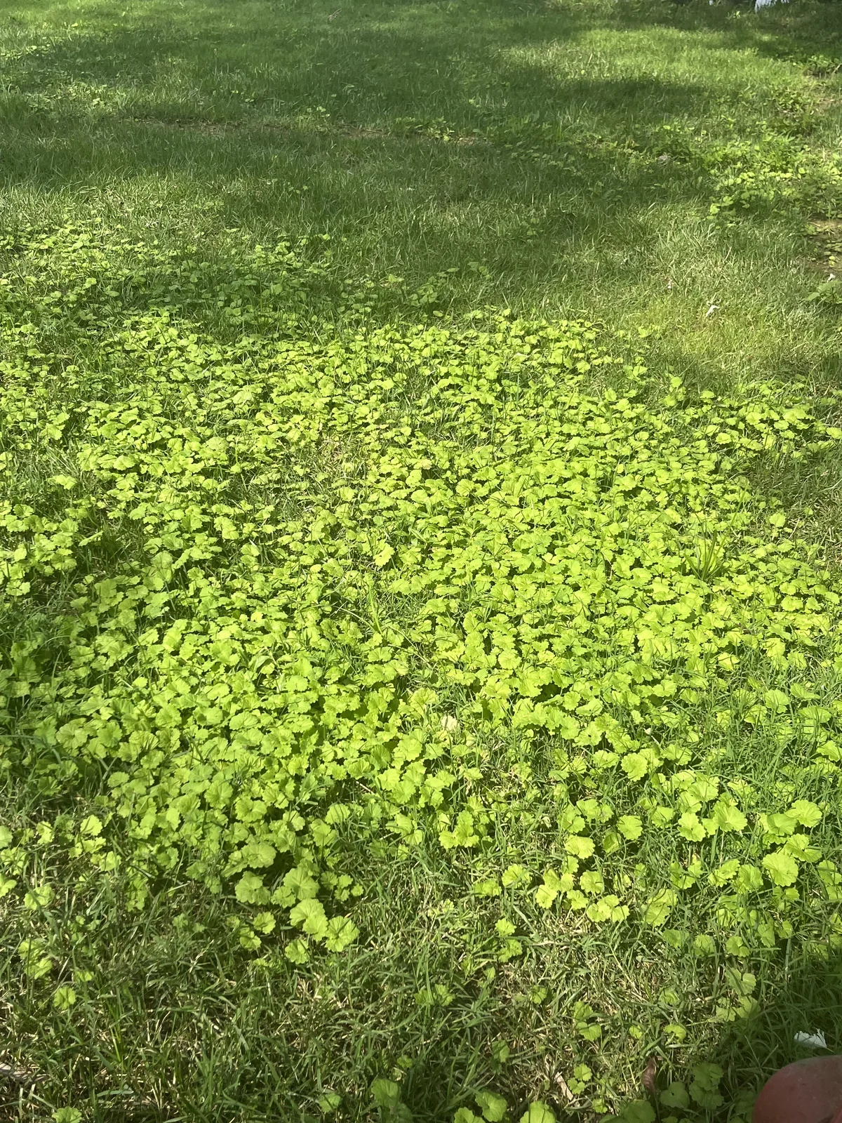 Dollarweed in Lawn in Belle Meade — Mr. Lawn Care, Middle Tennessee lawn treatment