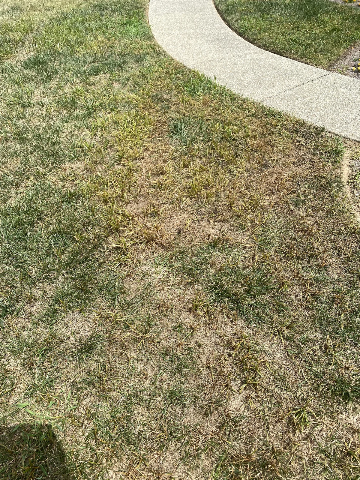 Weed Control Damage From Trying to Kill Nutsedge in July You Shoul Control It Early Not Late in Brentwood — Mr. Lawn Care, Middle Tennessee lawn treatment