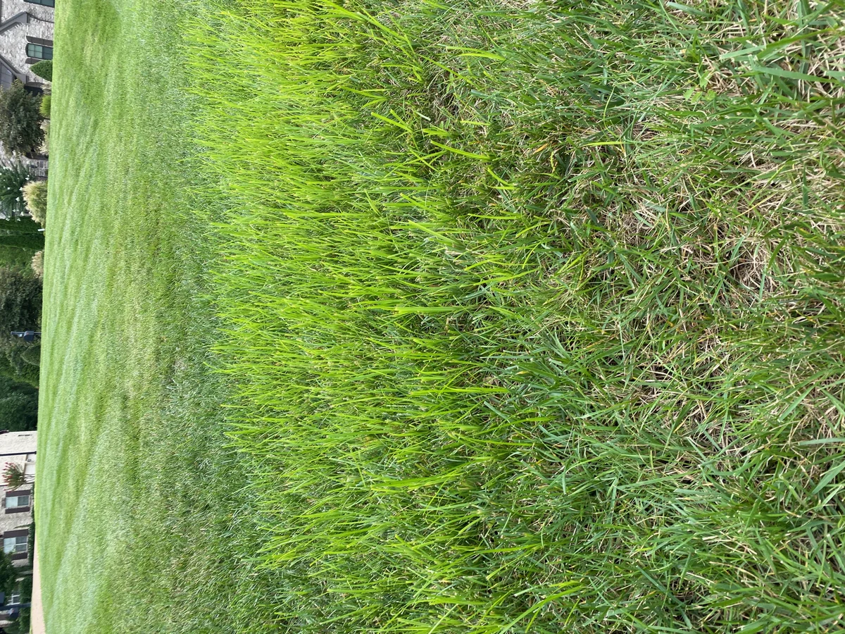 Yellow Nutsedge in Fescue Lawn — Mr. Lawn Care, Middle Tennessee lawn treatment