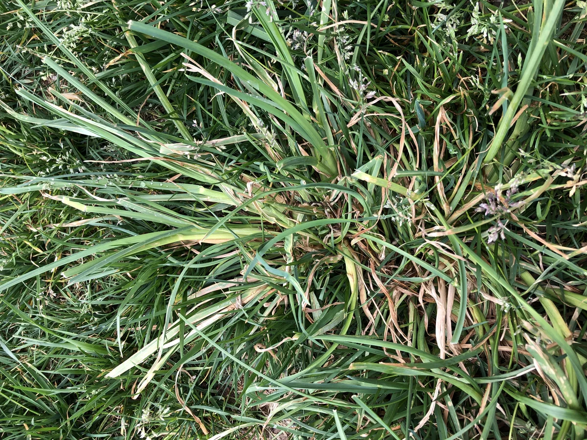 Orchard Grass Weed in Fescue Lawn — Mr. Lawn Care, Middle Tennessee lawn treatment