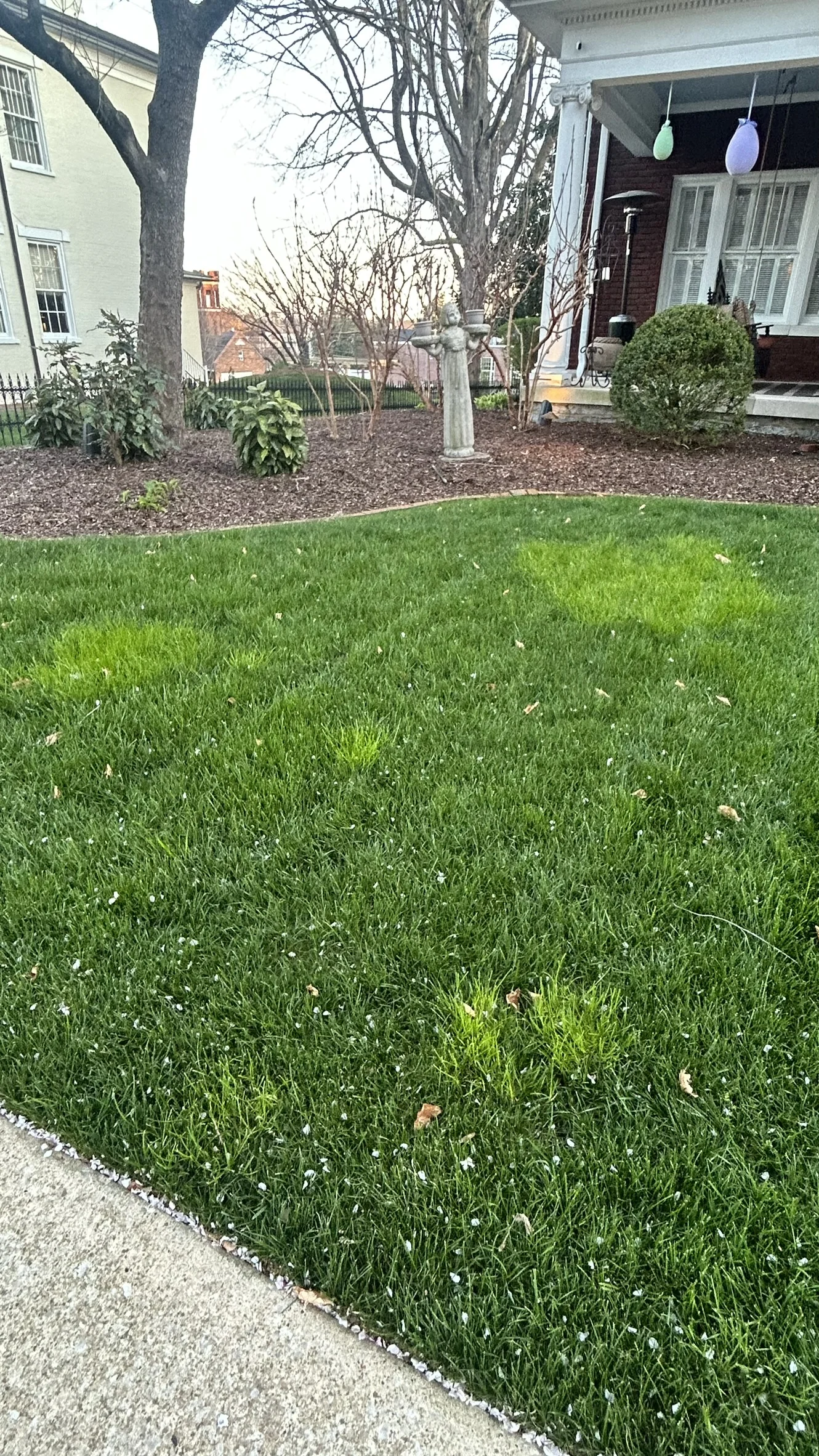 Another Lawn Showing Patches of Poa Trivialis Or Winter Nutsedge the Rest of the Lawn Looks Great But These Lime Green Weeds Really Stick Out in the Spring — Mr. Lawn Care, Middle Tennessee lawn treatment