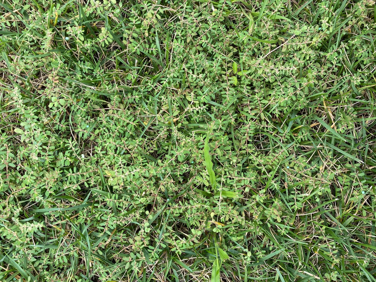 Spotted Spurge in a Lawn — Mr. Lawn Care, Middle Tennessee lawn treatment