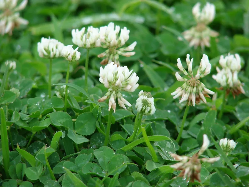 White Clover — Mr. Lawn Care, Middle Tennessee lawn treatment