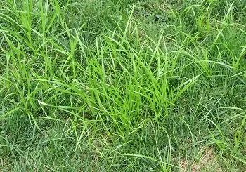 Yellow nutsedge weed identification in Middle Tennessee lawn