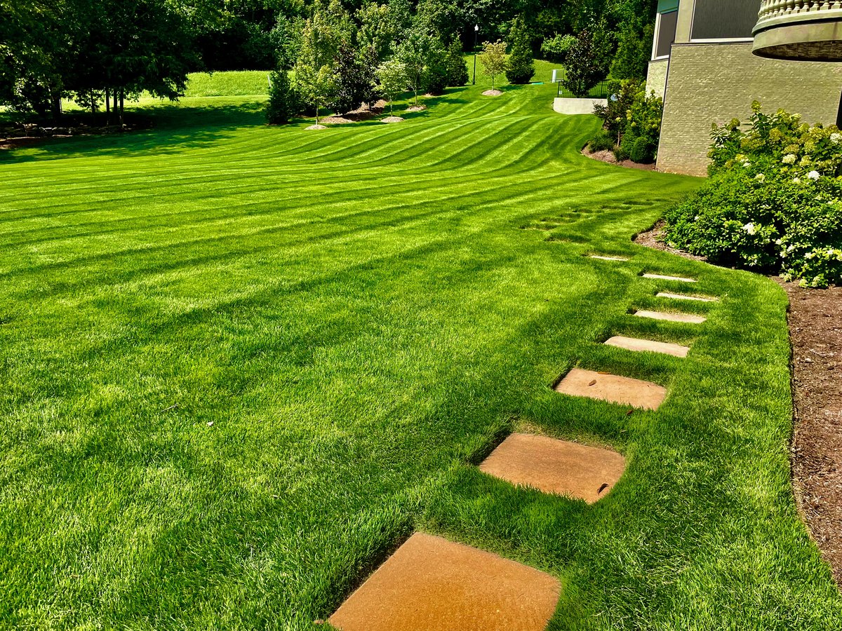 Zoysia Grass (as a weed) identification