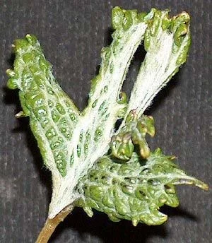 2,4-D Herbicide Injury — photo 19