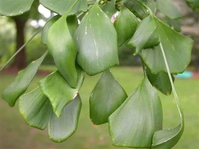 2,4-D Herbicide Injury — photo 20