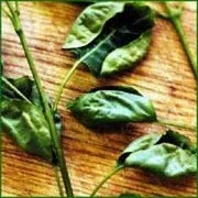 2,4-D Herbicide Injury — photo 21