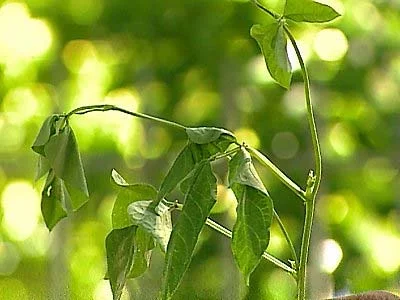 Aeration Deficit or Oxygen Stress — photo 33