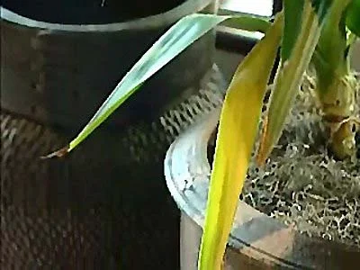 Aeration Deficit or Oxygen Stress — photo 34