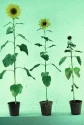 Aeration Deficit or Oxygen Stress — photo 35