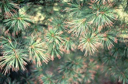 Air Pollution Injury — photo 18