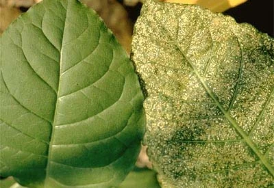 Air Pollution Injury — photo 20