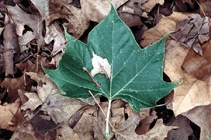 Anthracnoses — photo 2