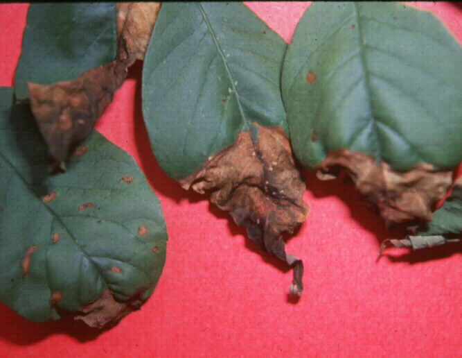 Anthracnoses — photo 3